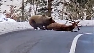 When Animals Go On A Rampage And Got Caught On Camera