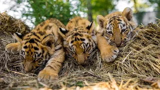 Два детеныша суматранского тигра родились в сафари-парке Сан-Диего