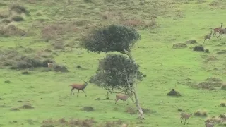 Quantock Staghounds October 2023 - wanton cruelty to deer