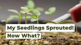 My Seeds Have Sprouted! Now What? 🌱 Indoor Seed Starting Tips | #seedstarting #gardentips