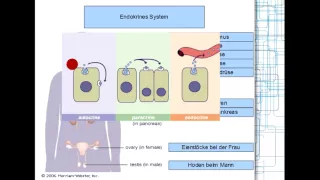 Hormonsystem: Generelle Prinzipien 1/8