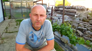 WINOROŚL - Cięcie winorośli (druga redukcja latorośli) Winnica Cisowa 2017 05 26