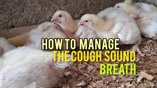 How To Manage  The Cough Sounds In Your Poultry