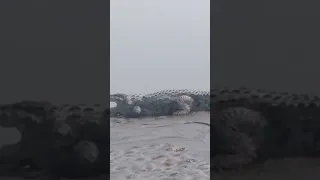 Crocodile seen in Saryu river of Ayodhya