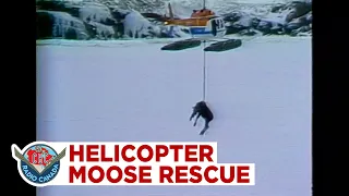 The Epic Helicopter Newfoundland Moose Rescue, 1985
