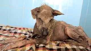Her spirit was broken; incredible transformation of dying dog.