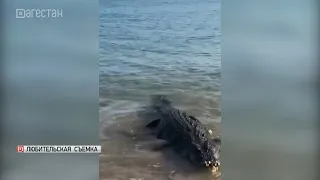 Информация о крокодиле в Каспийском море – фейк