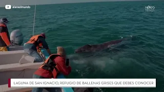 Laguna de San Ignacio, el mejor lugar para ver ballenas en México | México Travel Channel