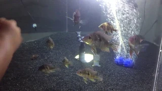 CHOW TIME!!! | Geophagus and Datnoids Feeding Time!!!