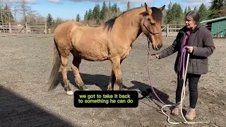 Entrapment syndrome: positive pressure/release training so horse sees the human as helpful