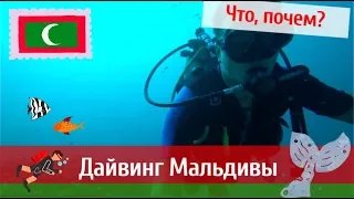 Дайвинг на Мальдивах. Сколько стоит? И что там можно увидеть?