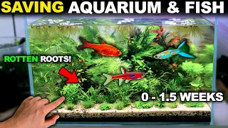 I SAVED My Aquarium & Fish From MELTDOWN!! (Turbo Walstad Tank)