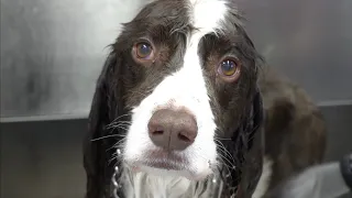 A fierce hunter with a kind heart | Springer Spaniel