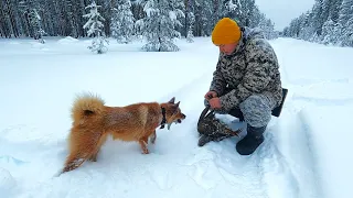 ПРОГУЛКА ЗА ДИЧЬЮ С РЫЖЕЙ НАПАРНИЦЕЙ. ОХОТА С КФЛ.