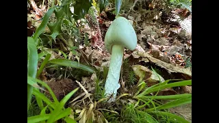 Identifying the Destroying Angel, Amanita virosa. Deadly Poisonous!