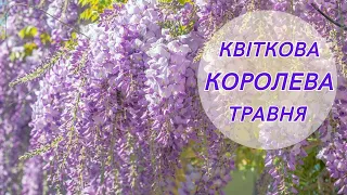 Гліцинія від А до Я. Розіграш саджанців гліцинії. | 20.05.2023