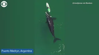 Whale swims alongside person on paddle board