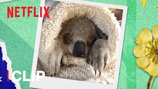 Helping Baby Chompy Get Better! 🐨 Izzy's Koala World (Season 1) | Netflix Jr