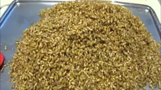 Malting wheat at home