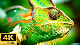 Amazing Chameleon Moments - 4K Ultra HD