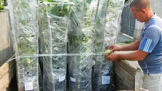 Посылки с вегетирующими саженцами. Сезон 2015. (Parcels with vegetating plants. Season 2015.)