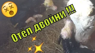 Отёл двойни. Корова родила двойню//The cow gave birth to twins// Семья Фетистовых