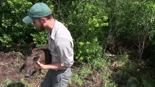 Wild Hogs in Florida Caught By Professional Wild Boar Catcher