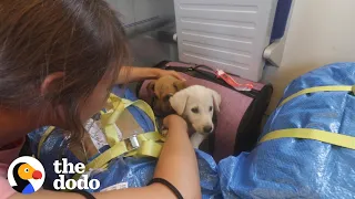 2 Puppies Found On Side Of Road Reunite Months Later | The Dodo Faith = Restored