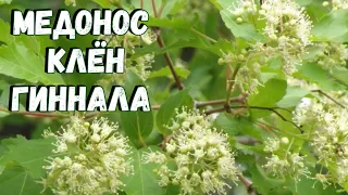 Медонос клён гиннала. Описание. Медопродуктивность