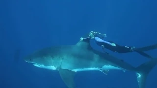 WOMAN SWIMS WITH GREAT WHITE SHARK WITHOUT CAGE PROTECTION