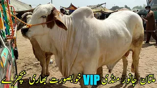 Multan Cow Mandi Heavy Khobsorat Bachry Latest Price Update | SS Tv |