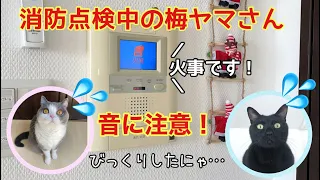 ⚠️音に注意❗️⚠️消防点検中の梅ヤマさん💦梅子の部屋チャンネル