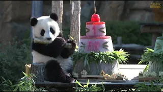 Premier anniversaire des jumelles panda