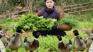 Harvest veggies and green onions from the farm, tend to the dogs, and look after the ducks.