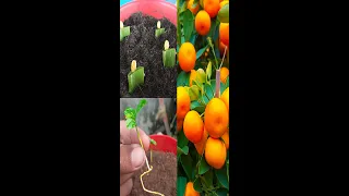 Grow orange plant from seeds easy method