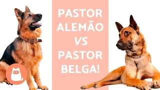 Pastor alemão vs pastor belga! Qual escolher?