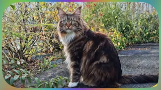 😺 A spectacular video of our Maine Coons: Sherkan in the Airs, Shippie at Ras du Sol! 🌲 V96