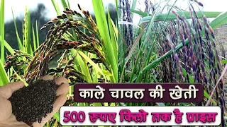 Black Rice Farming in india in hindi 2017 || modern rice cultivation in india 2017