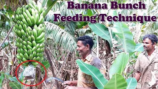 Banana Bunch Feeding Technique in banana farming  |  Banana tree fertilization