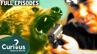 Nightmare Scenarios With Wild Animals Attacking Humans | Full Episodes | Curious?: Natural World
