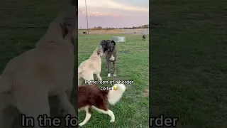 Origin story and karma in the form of a border collie😂 #livestockguardiandog #farm