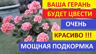 Хотите чтобы Пеларгония пышно цвела чем Лучше подкормить Герань чтобы обильно цвела