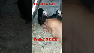 Mokhi pigeon pair for sell  delivery not available#viral #selling #pigeonseller @samad pigeon club 😍