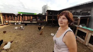 Vlog#100 Babcia Alina prezentuje swoją hodowlę drobiu: kury, kaczki, gęsi, perliki/Babcia Agentka