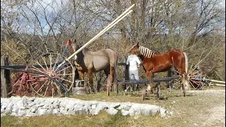 Les chevaux comtois : C'est là ! en Bourgogne-Franche-Comté