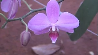 Flowers in the Matrimandir Nursery of Auroville in 2003