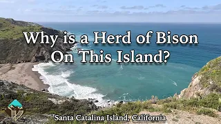 Looking for the Catalina Island Bison Herd