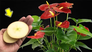 Put 1 Piece In The Root! Anthuriums Will Bloom A Lot Of Flowers This Way