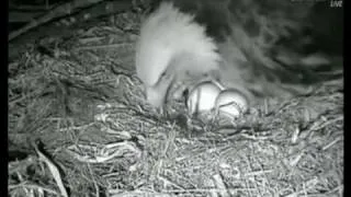 Decorah Eagles First Egg Pip and Hatch