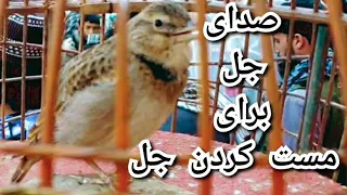 صدای جل | طرقه | مشهدی جل | لندی جل | قزالاق| Jal Birds Singing powerful Tam Jal Birds Mashhadi Jal